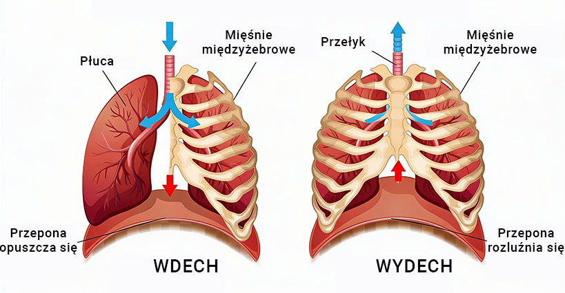 Praca przepony podczas wdechu i wydechu – schemat oddychania